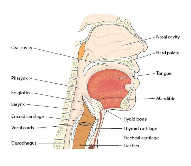 a graphic of the oral anatomy